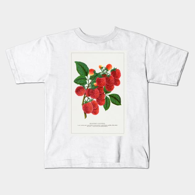 Shaffer's Colossal Raspberry Lithograph (1900) Kids T-Shirt by WAITE-SMITH VINTAGE ART